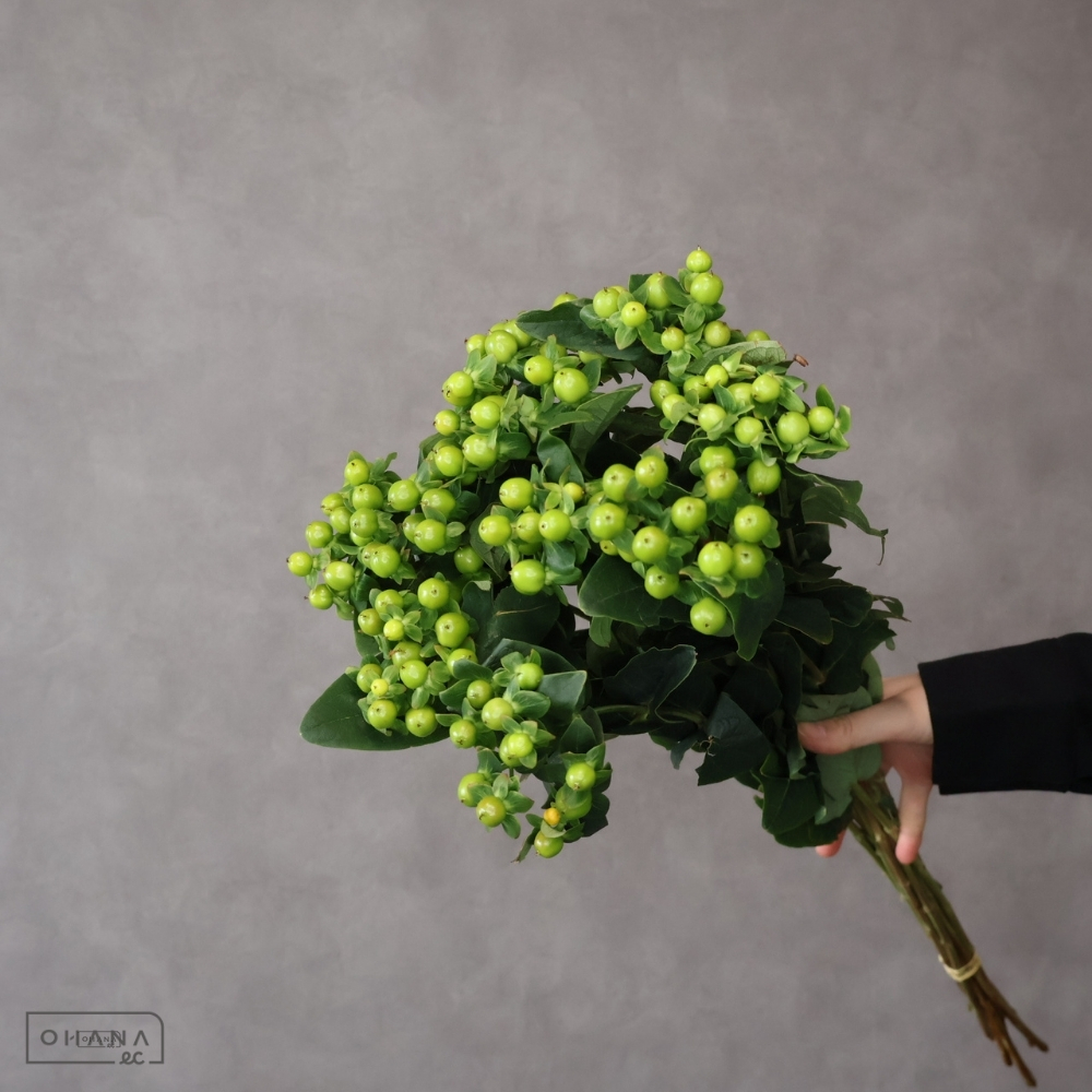 ヒペリカム　マジカルグリーンパワー　 60cm