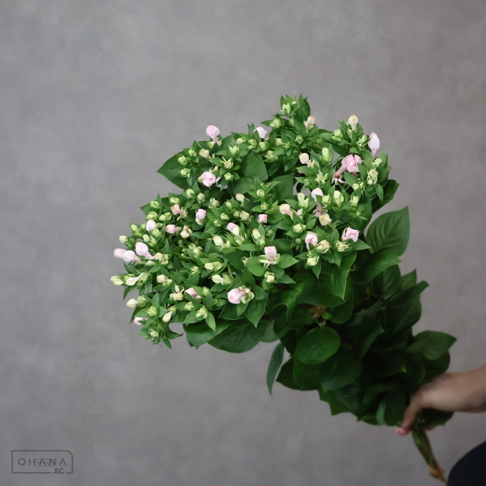 ブバルジア　プリンス　優 60cm