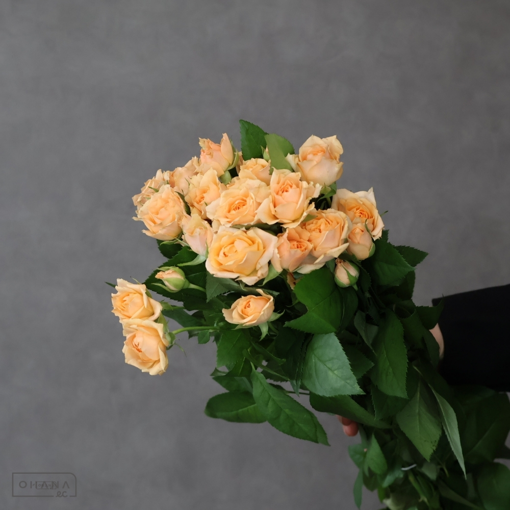 【SALE】Ｓバラ　スイートスター　秀 50cm　※クレーム対象外