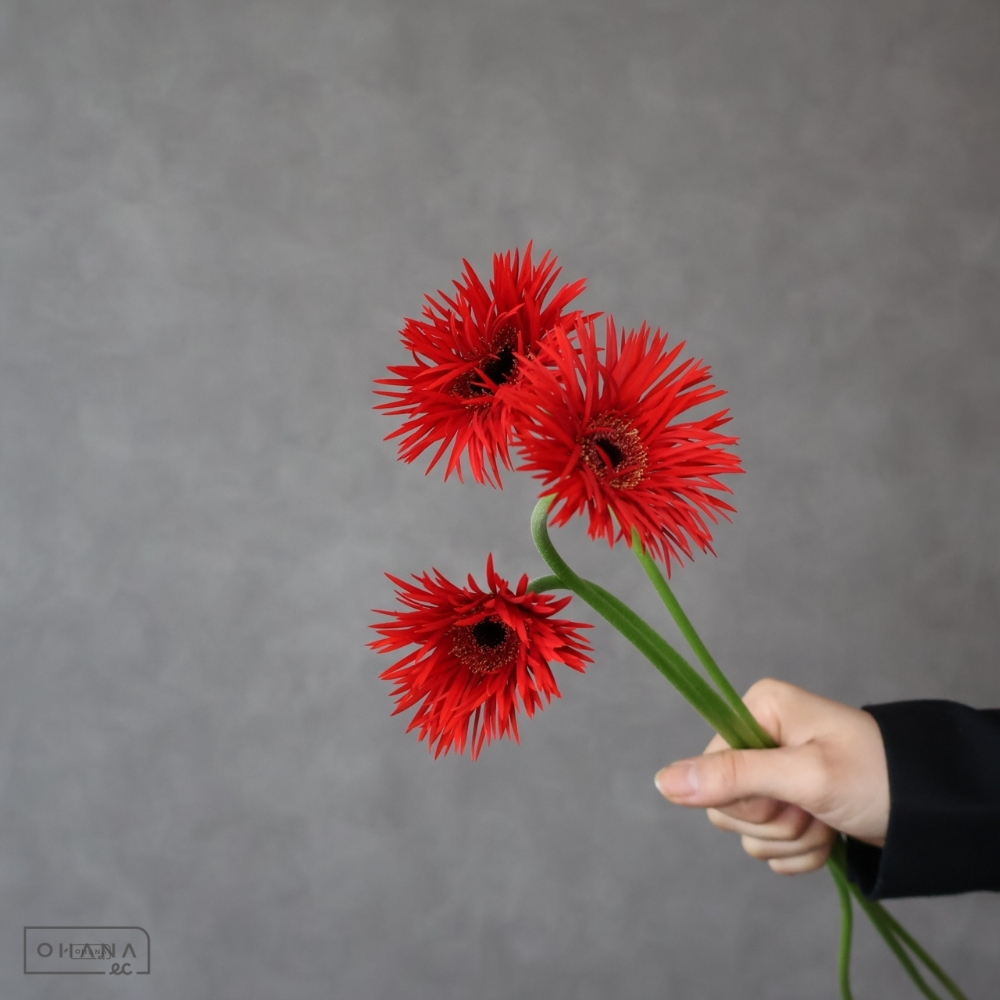 ガーベラ　ラーション　 