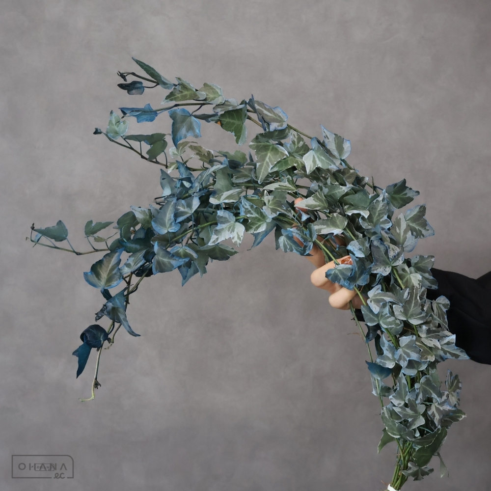 アイビー　アッシュブルー　 60cm