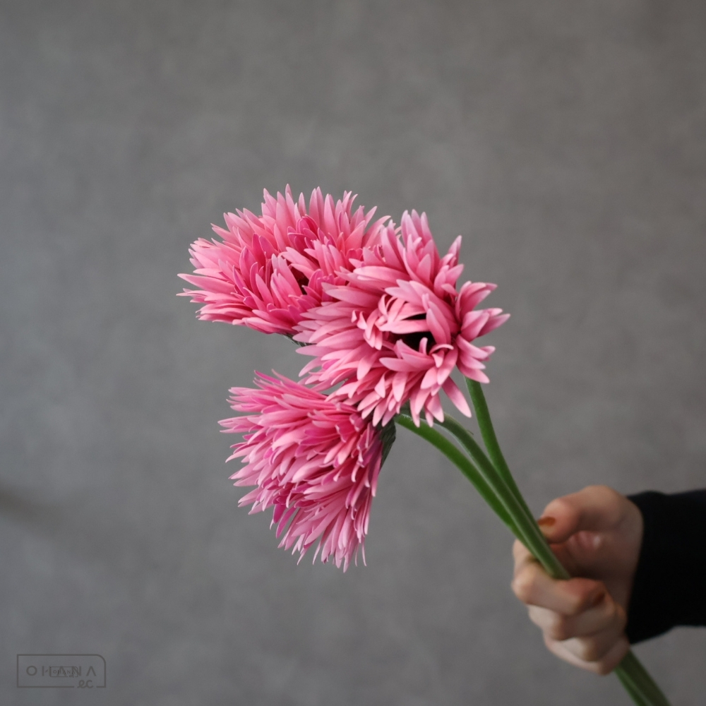 ガーベラ　イギー ※25本束　特級 