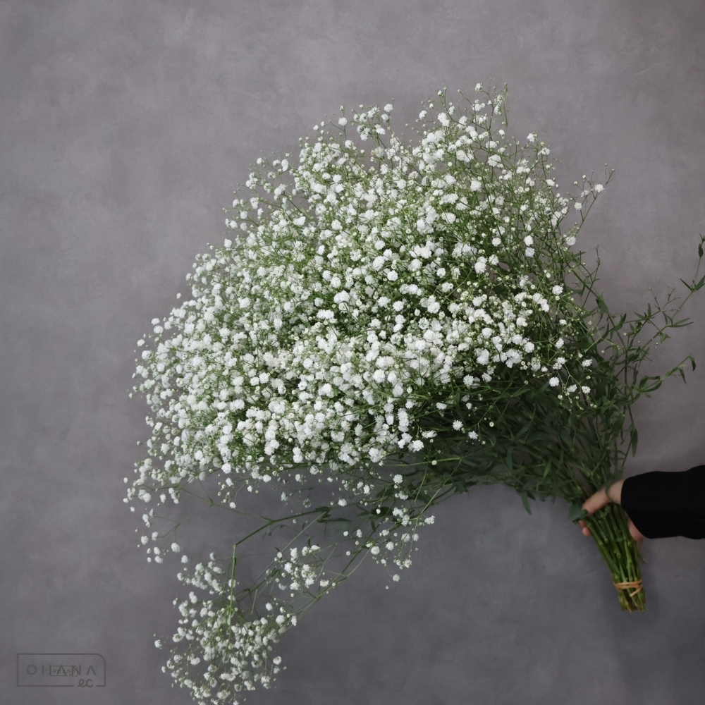 カスミソウ　アルタイル　秀 M