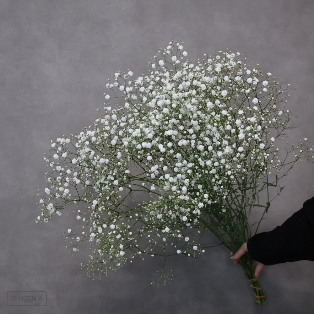 【SALE】カスミソウ　アルタイル　優 ２Ｌ 　※クレーム対象外