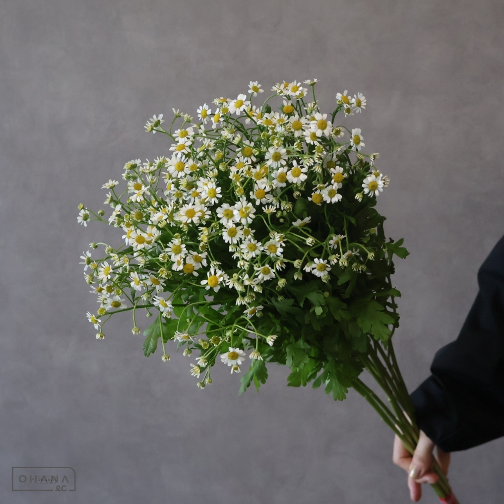 マトリカリア白　シングルペグモ　2L 70cm 