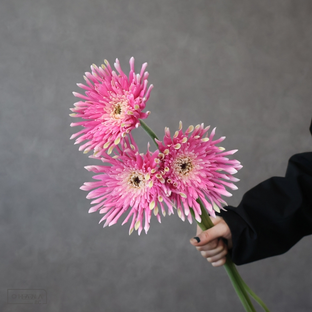 【SALE】ガーベラ大輪ピンク　パスタクリスピー　秀 50cm　※クレーム対象外