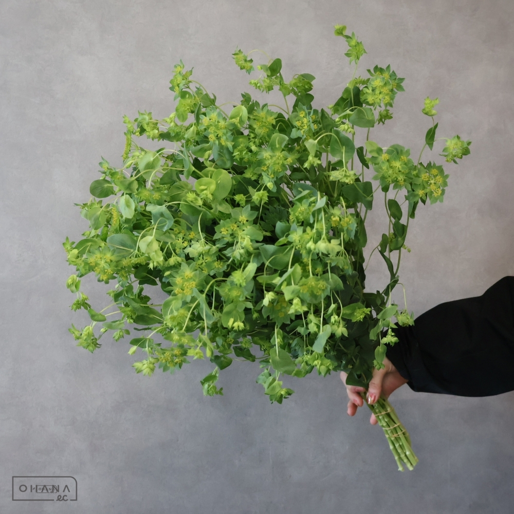 ブプレリューム　グリフティー　秀 60cm