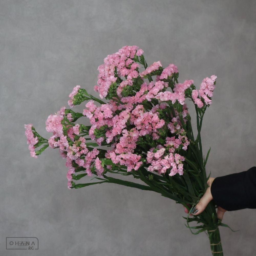 【SALE】スターチスオレンジ　タスマニアオレンジ　2L 　※クレーム対象外