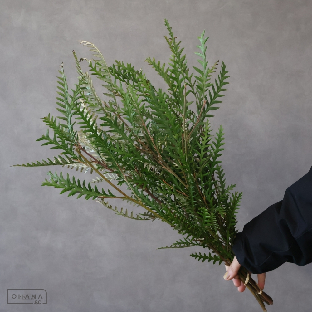 グレビレア　アイバンホー　 50cm