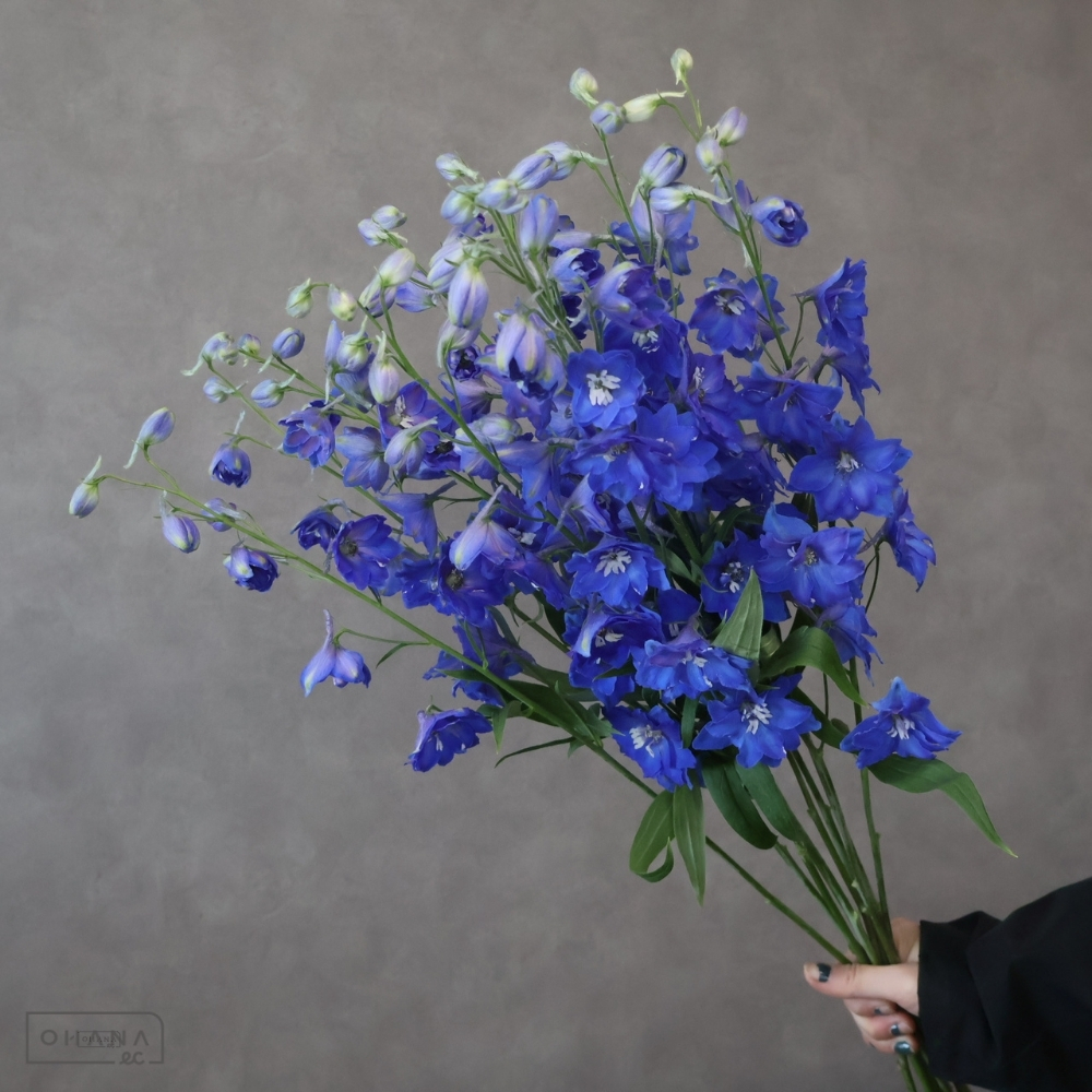 デルフィジャイアント　トリトンブルー 優 90cm