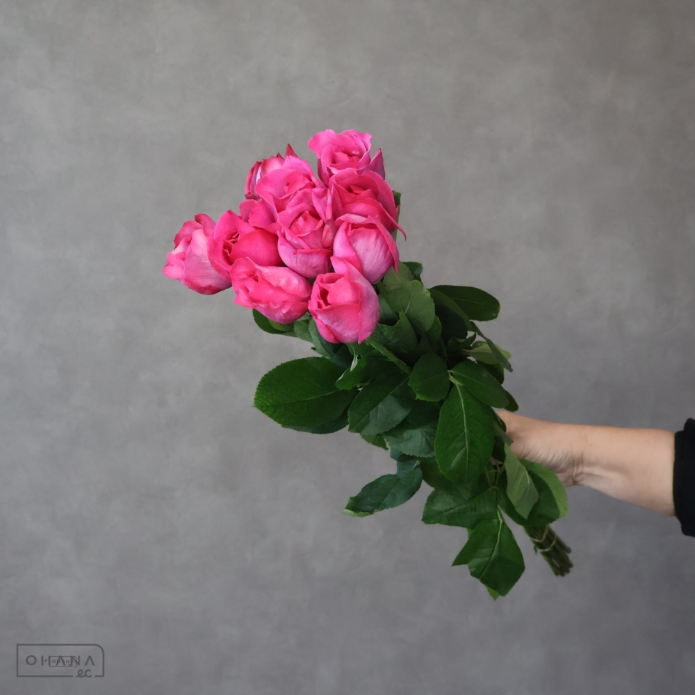 バラ紫　イブピアッツエ　 40cm