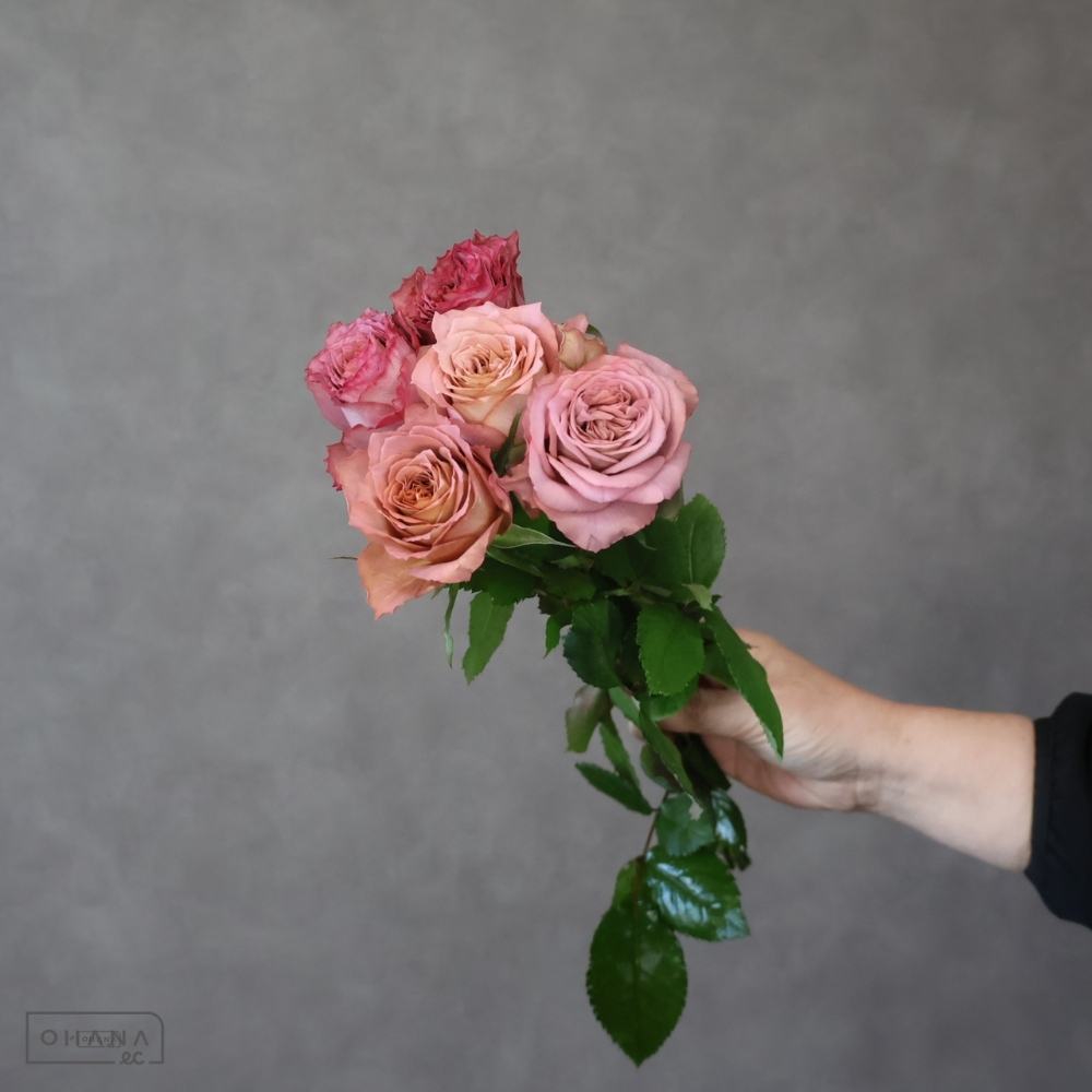 バラ茶　テナテュール　 50-40cm ※15本束