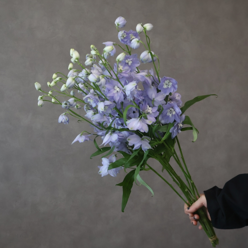 デルフィジャイアント　セリーネラベンダー　秀 70cm