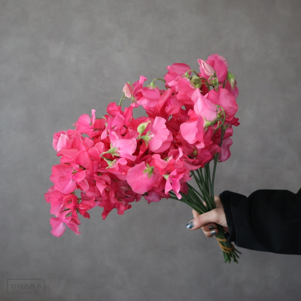 スイトピー　エリー　2L 4輪 