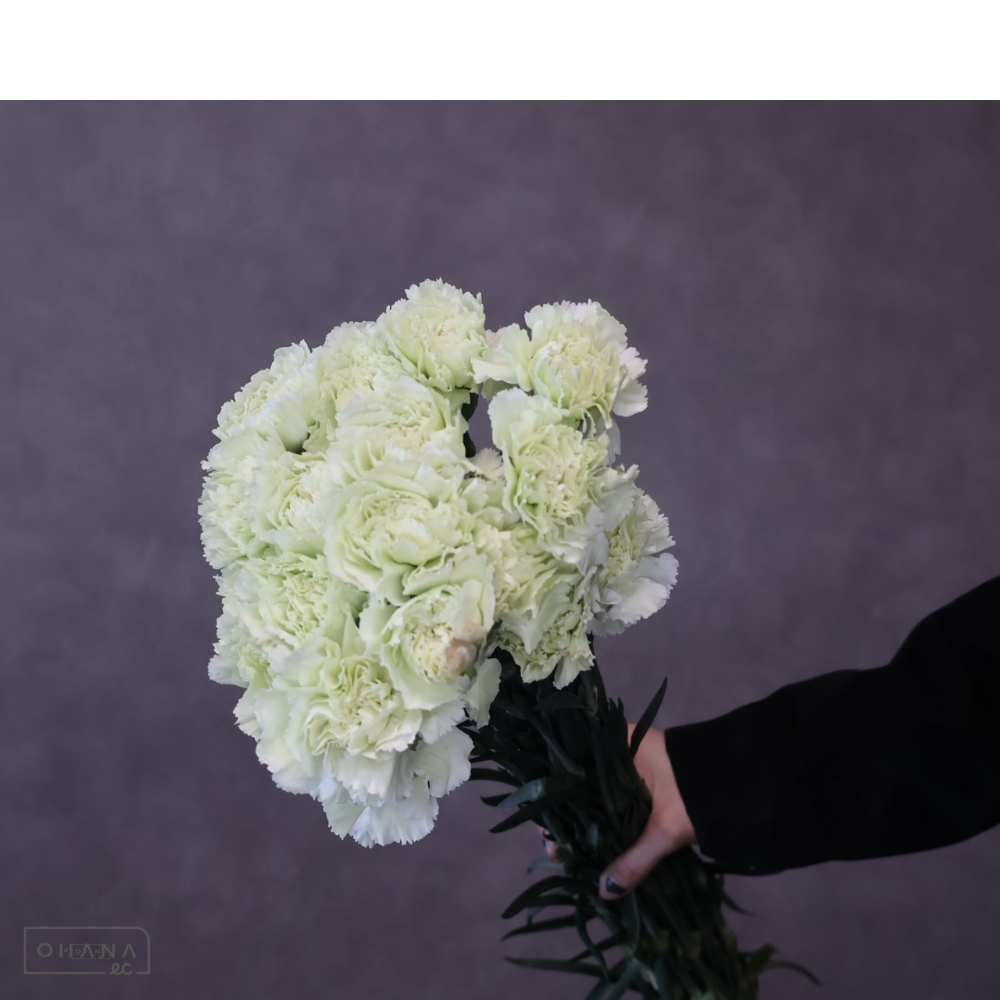 カーネ緑　プラドミント　 