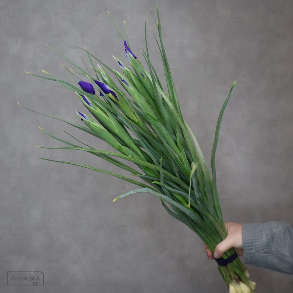 アイリス紫　ブルーマジック　秀L