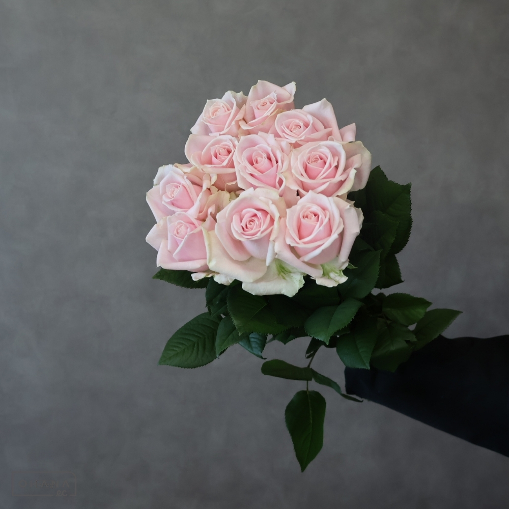 バラピンク　スイートアバランチェ　 50cm 