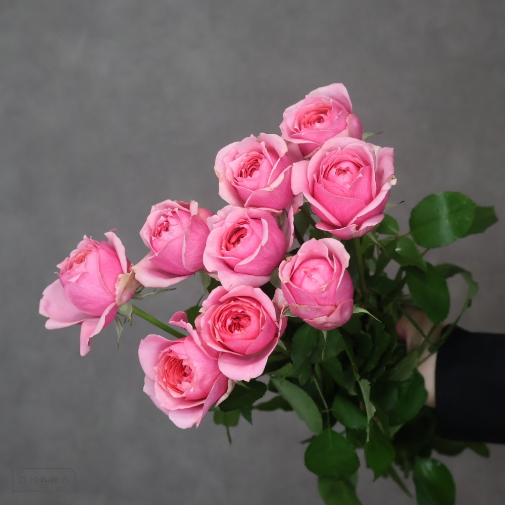 【SALE】バラピンク　ストロベリーカメレオン　優 50cm ※花スレあり　※クレーム対象外