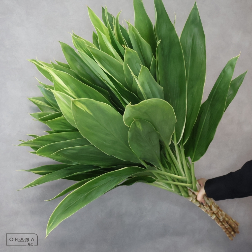 ドラセナ　みどり　Ａ Ｌ ■発送時は75cm以下にカット