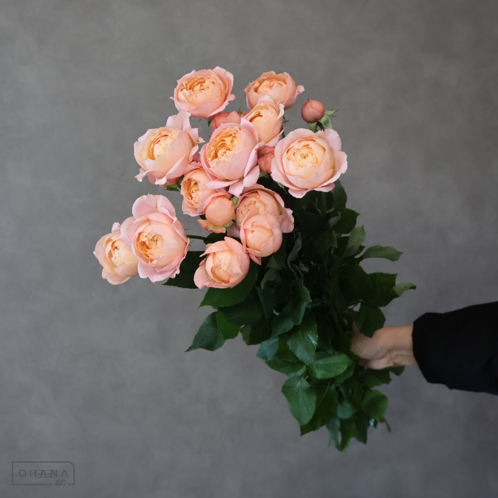 Ｓバラ　ジュリエッタ 花大 ※5本束　秀 70cm 