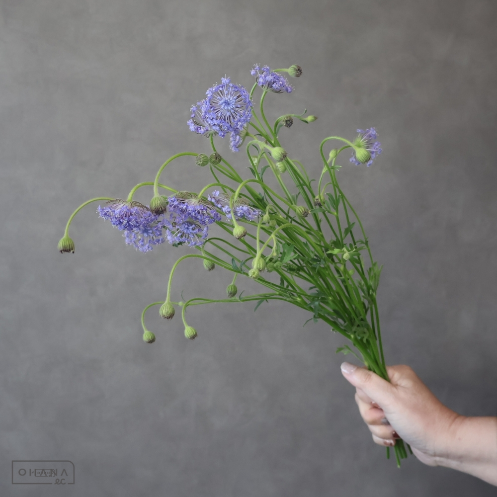 ブルーレースフラワー ブルー 50-40cm 