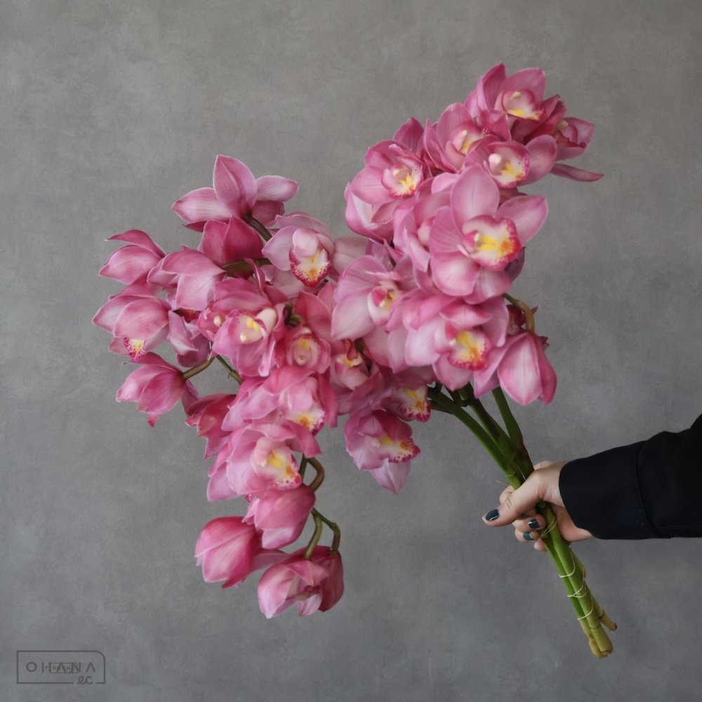 シンビジューム　リンダ ※3本束　A 