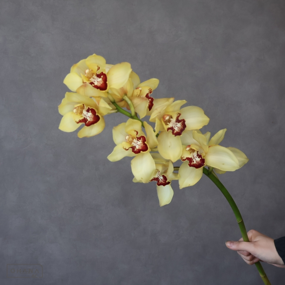 シンビジューム黄　ムーンヴィーナス ※2本束　B 