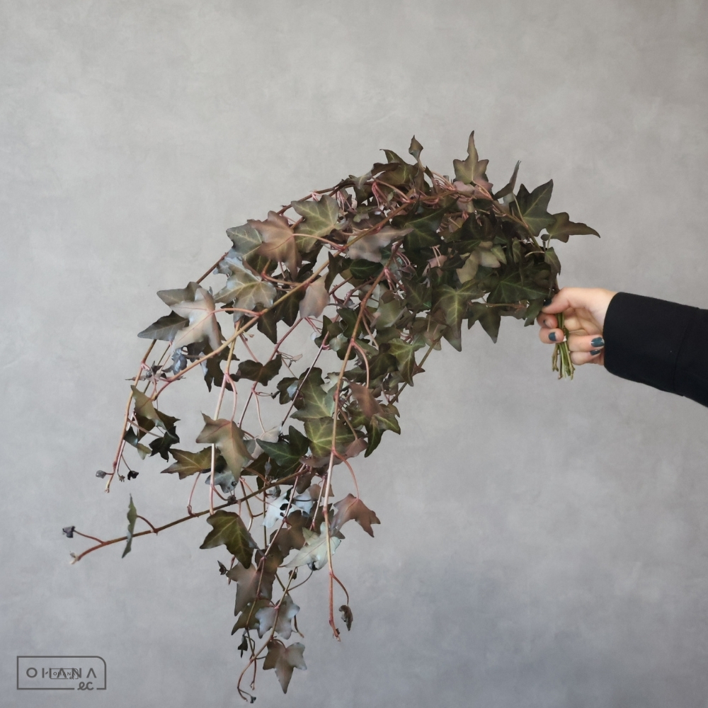 アイビー　ミッドナイト　 60cm