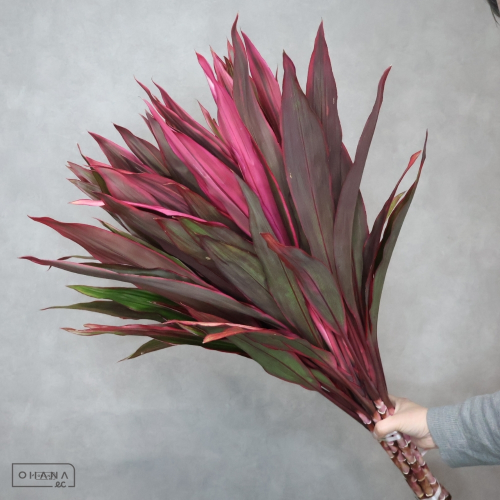 ドラセナ赤　アイチ　A2L 