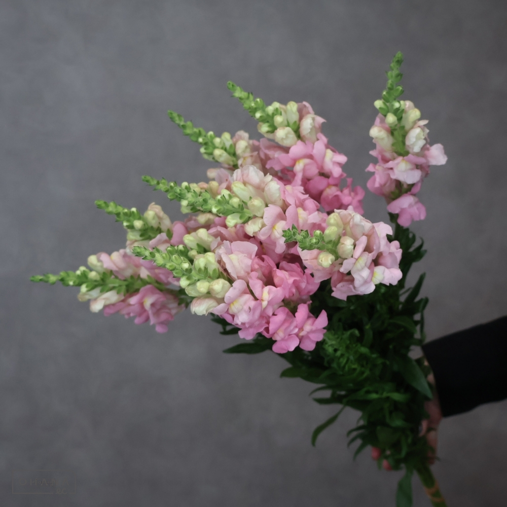 金魚草　レジェピンク　秀 60cm