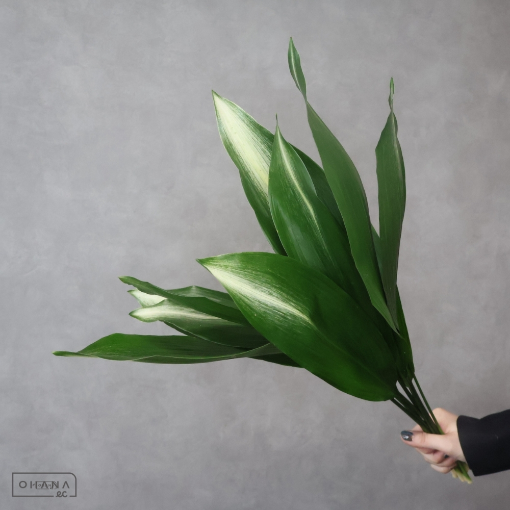 【SALE】葉蘭　旭葉蘭 秀 60cm※クレーム対象外