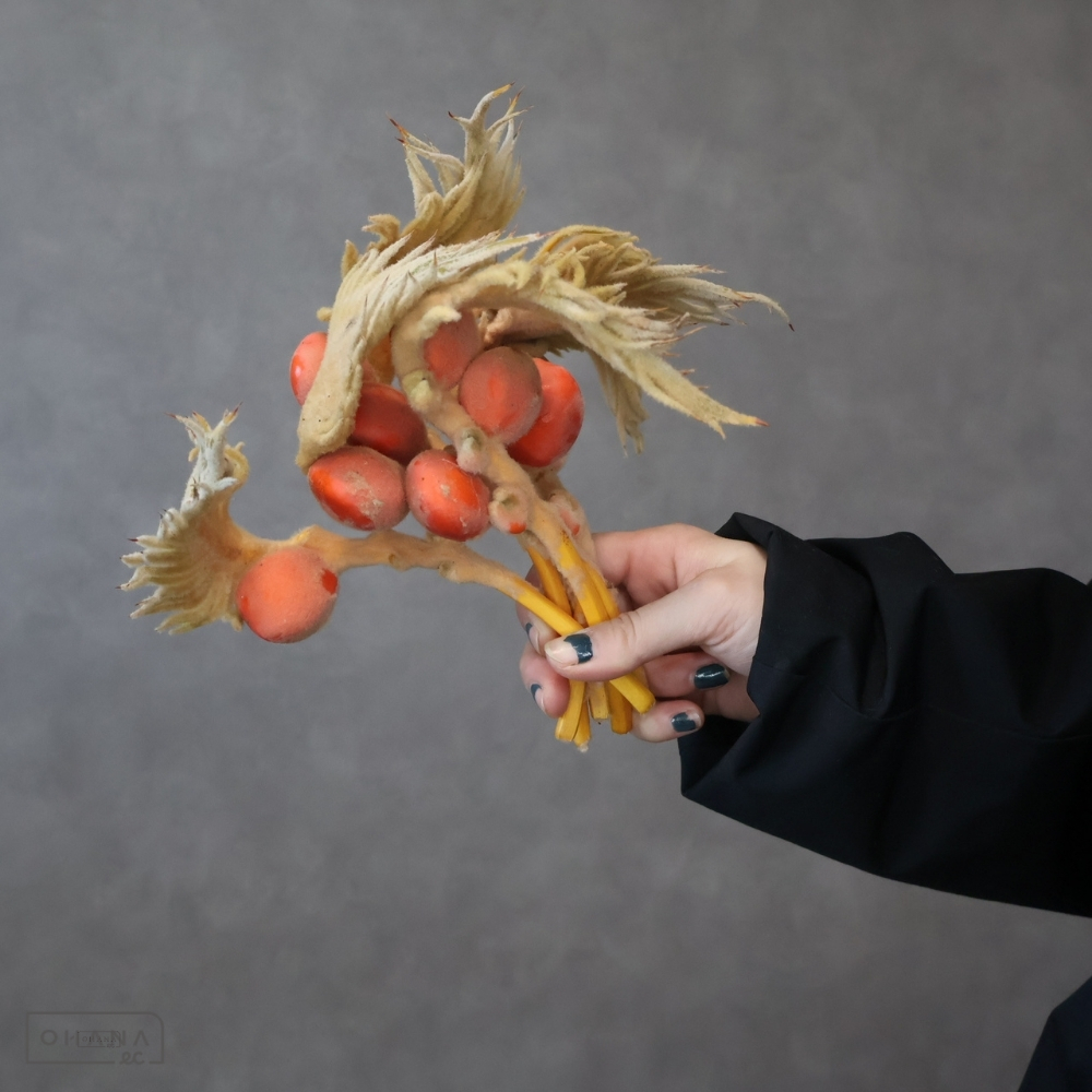 【SALE】ソテツ　炎　実付　秀  ※クレーム対象外