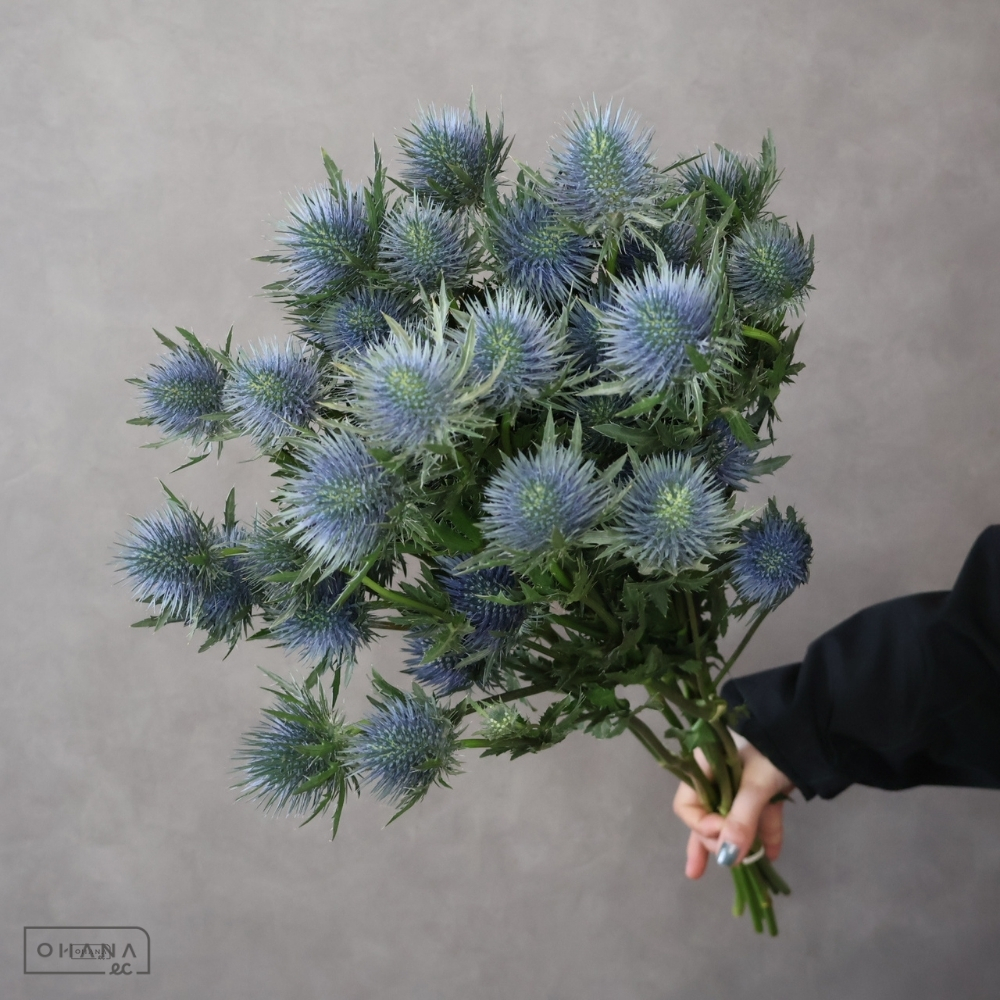 エレンジューム　マグネーター　 60cm