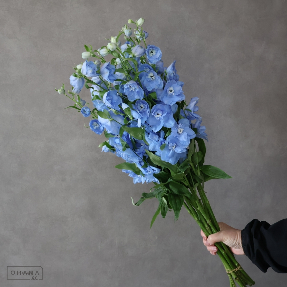 デルフィジャイアント青　マーキュリー　秀 70-60 