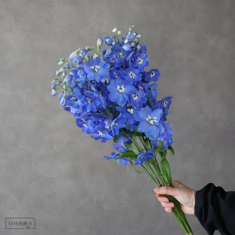 デルフィジャイアント青　ラメールブルー　秀 70cm 