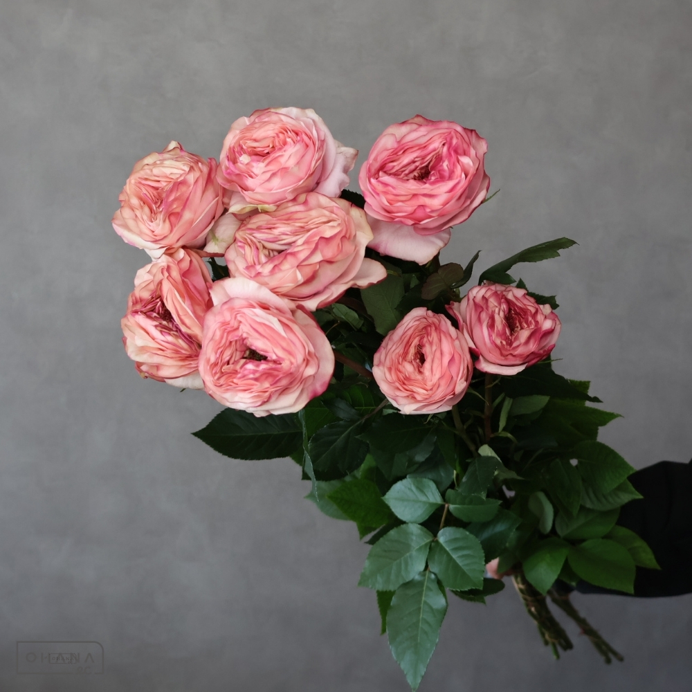 バラ複色　ポルトボナー　※9本束　 40-30 