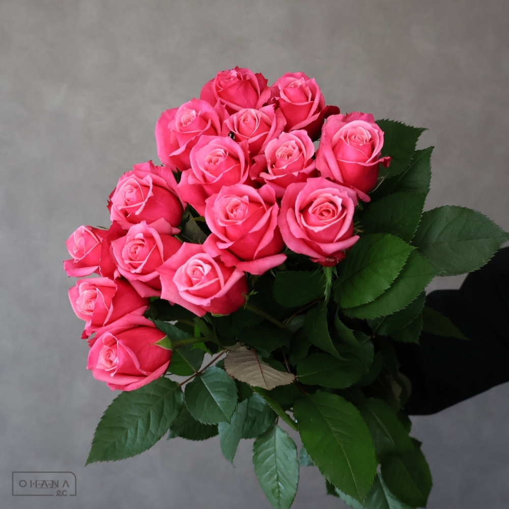 【SALE】バラ　サインオブシンパシー　 70cm 　※クレーム対象外