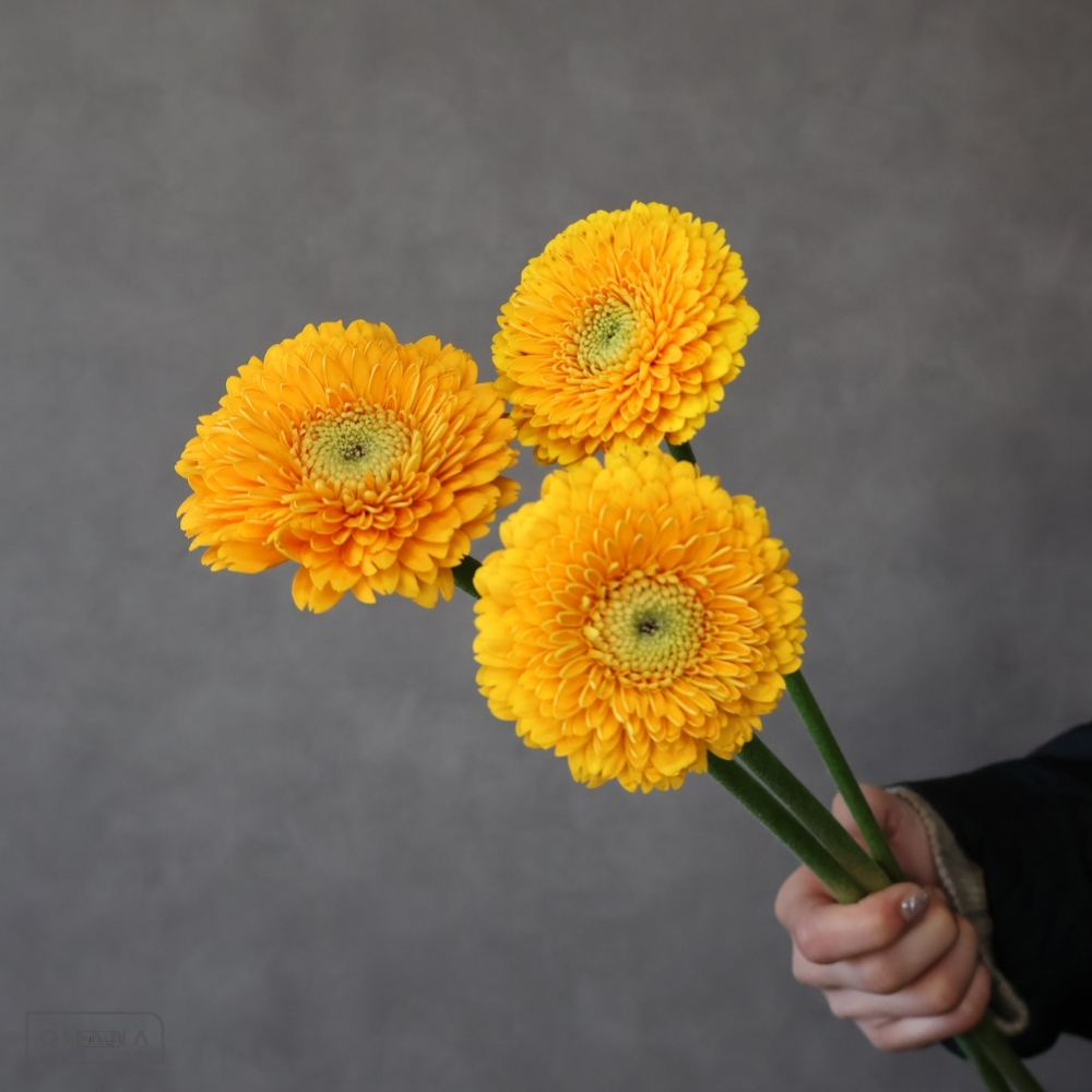 ガーベラポンポン　ハニーデュー　M 