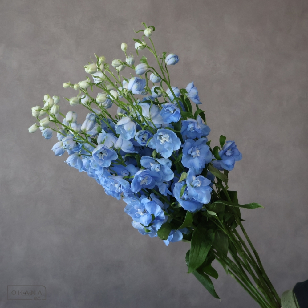 デルフィジャイアント青　マーキュリー　優 50cm 