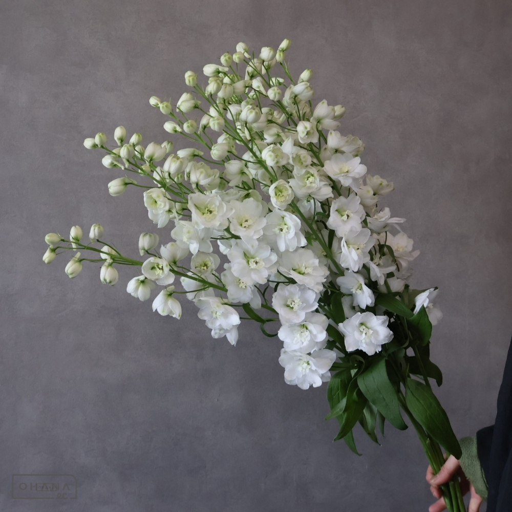 デルフィジャイアント白　ペガサス　秀 70cm 