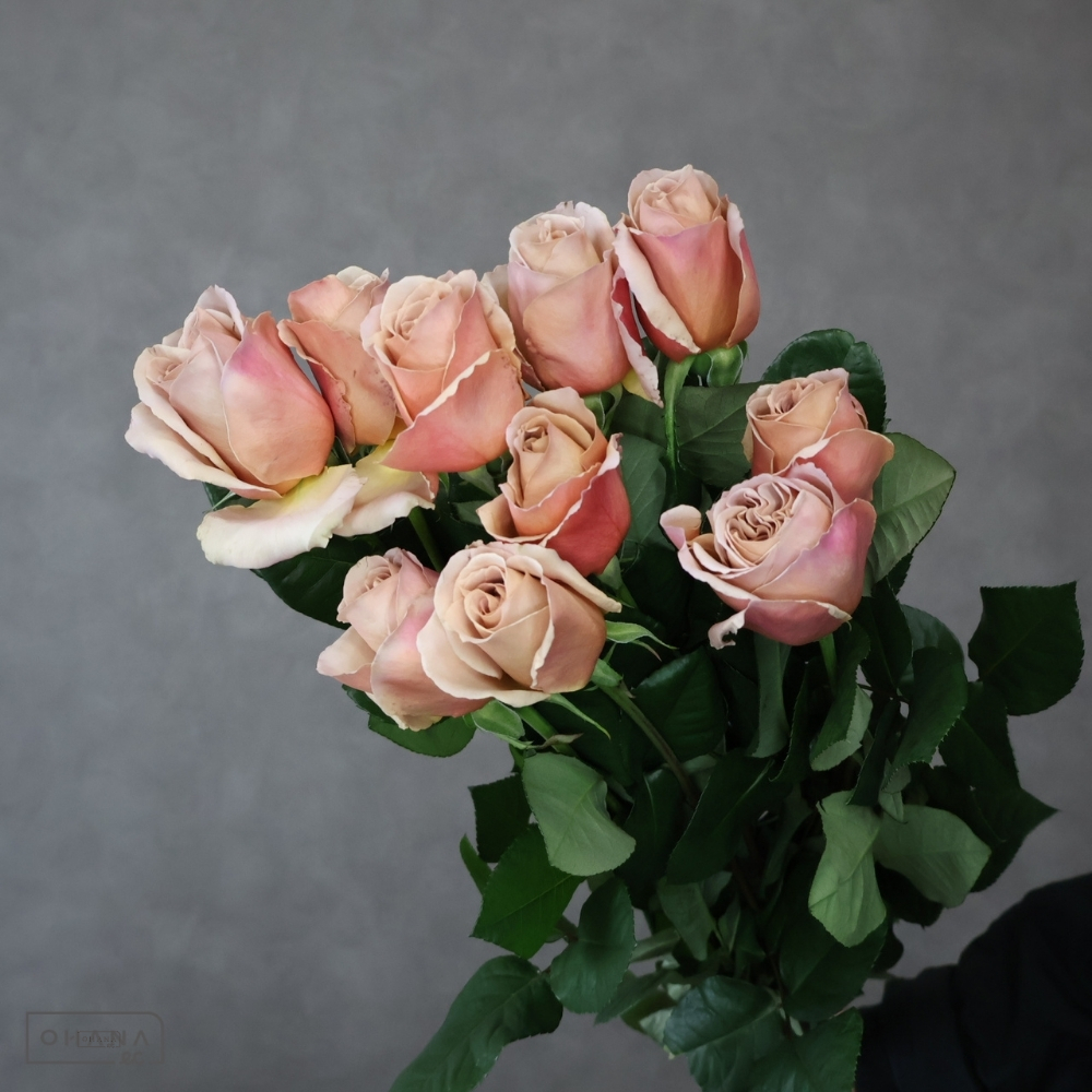 バラ　カフェラテ　 50-45 