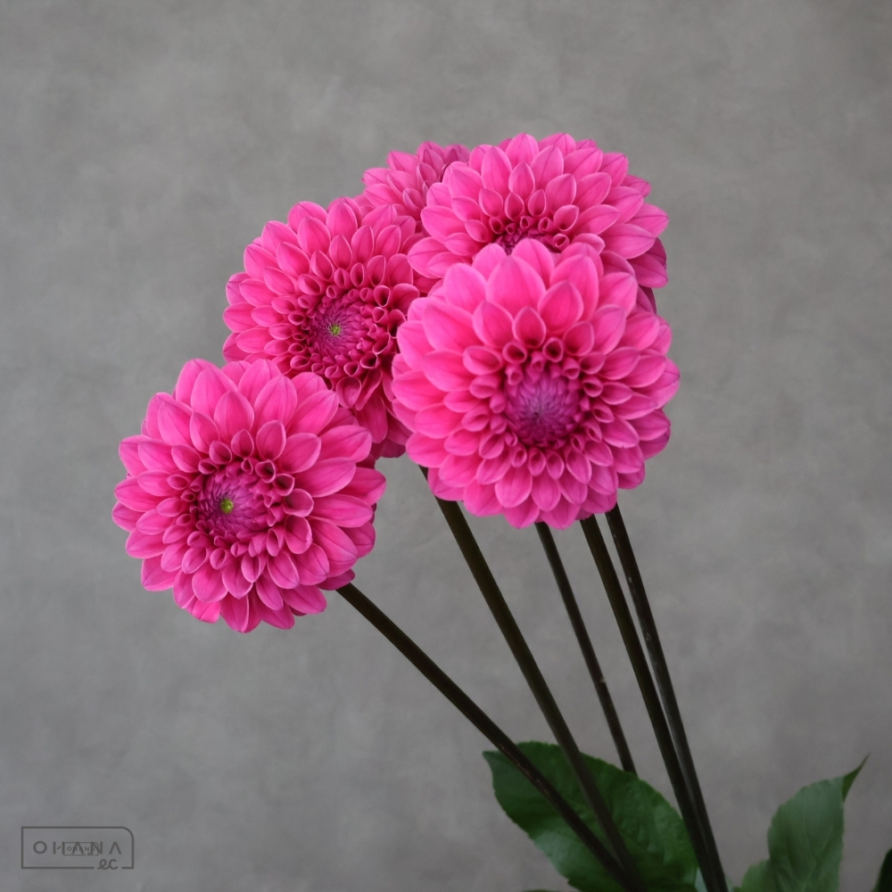 ダリアピンク　ミッチャン　70cm 