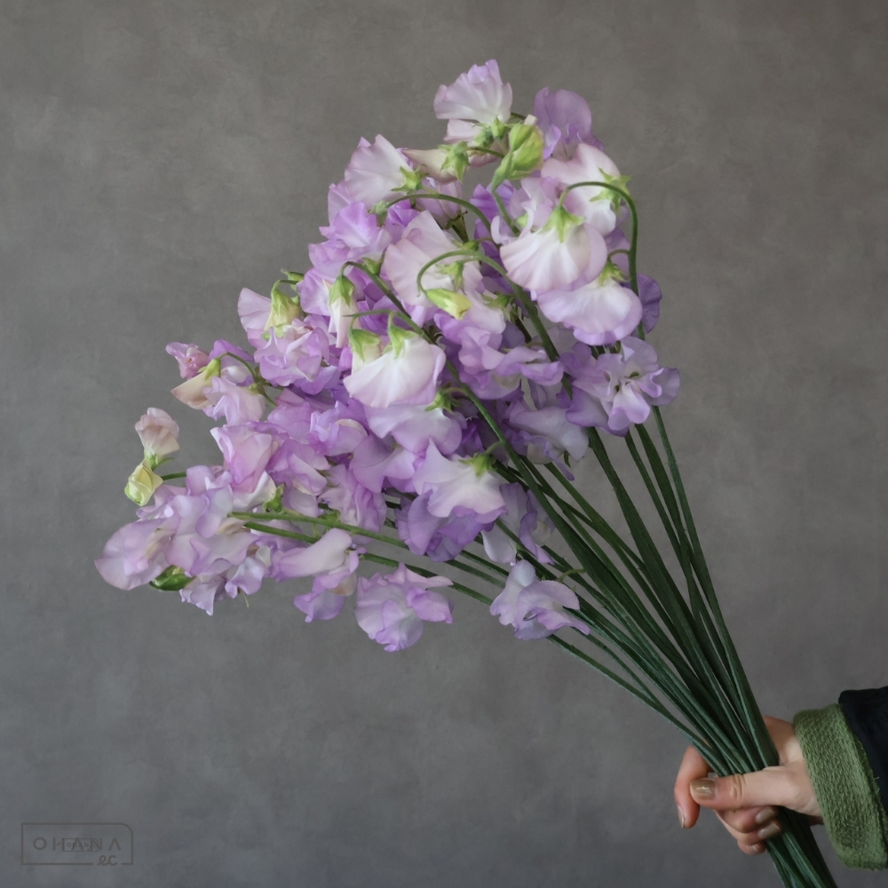 スイトピー紫　トトロナイト　2L 4輪