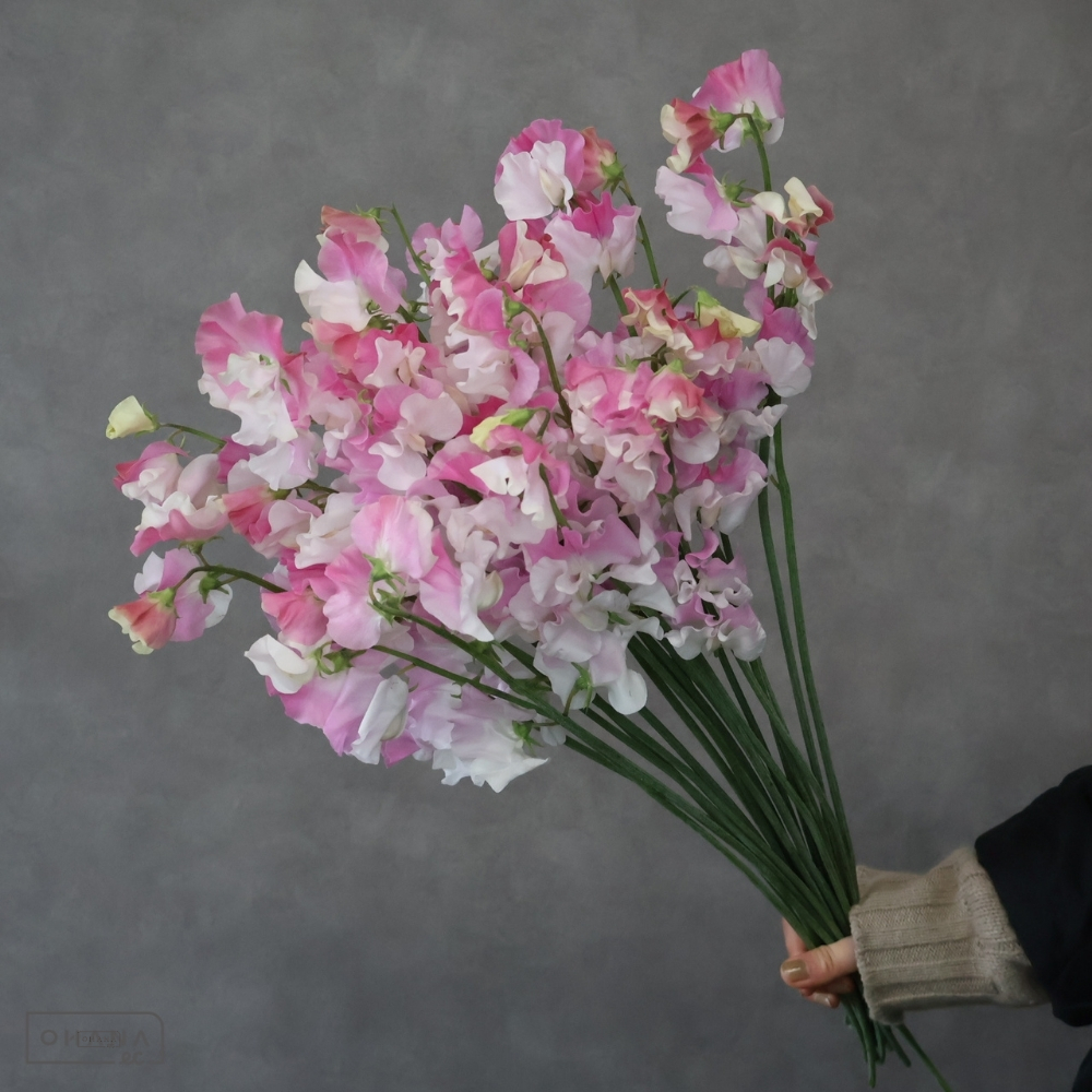 スイトピー　恋式部　2L 4輪 