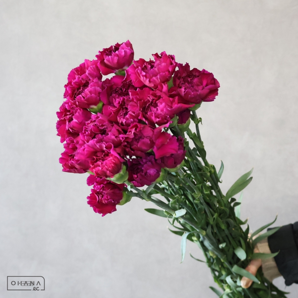 【SALE】カーネ紫　モンセニョール　※7本束　※クレーム対象外