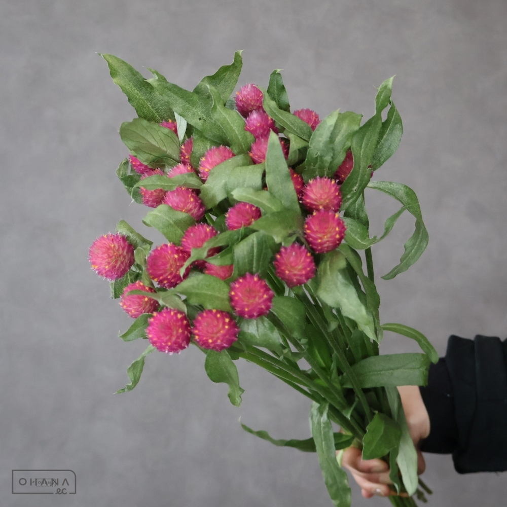 センニチコウピンク　シスター　 45cm 