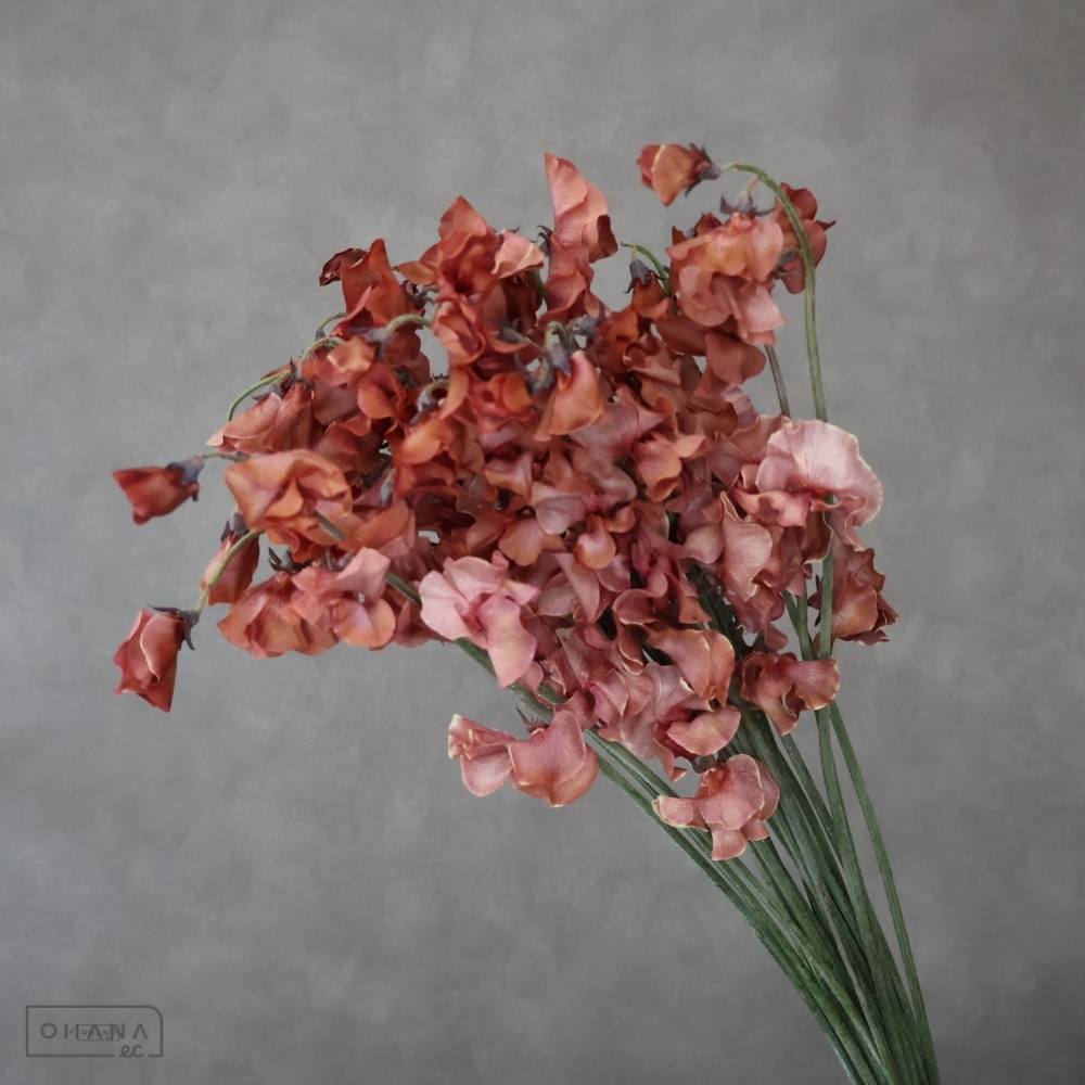 スイトピー　チョコ 2L 4輪 