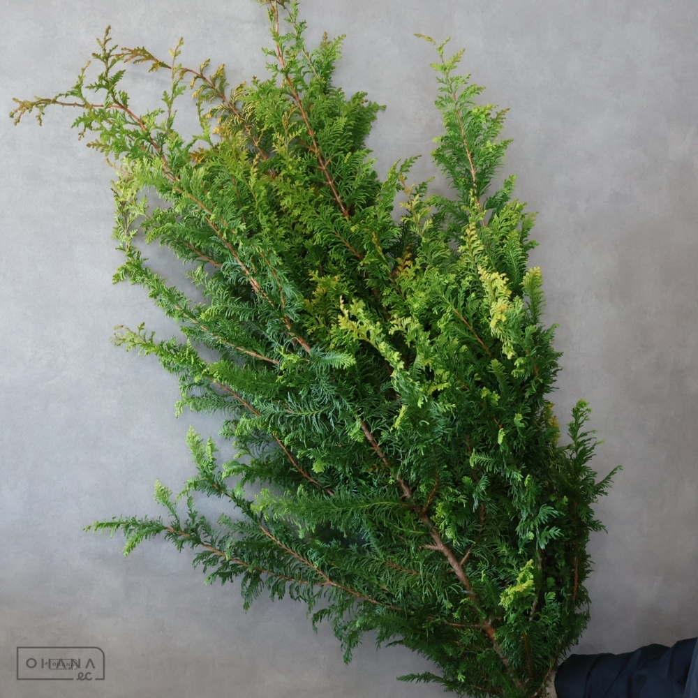 【SALE】クジャクヒバ　 120cm ※クレーム対象外