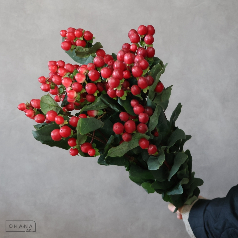 ヒペリカム　トゥルーロマンス　 70cm