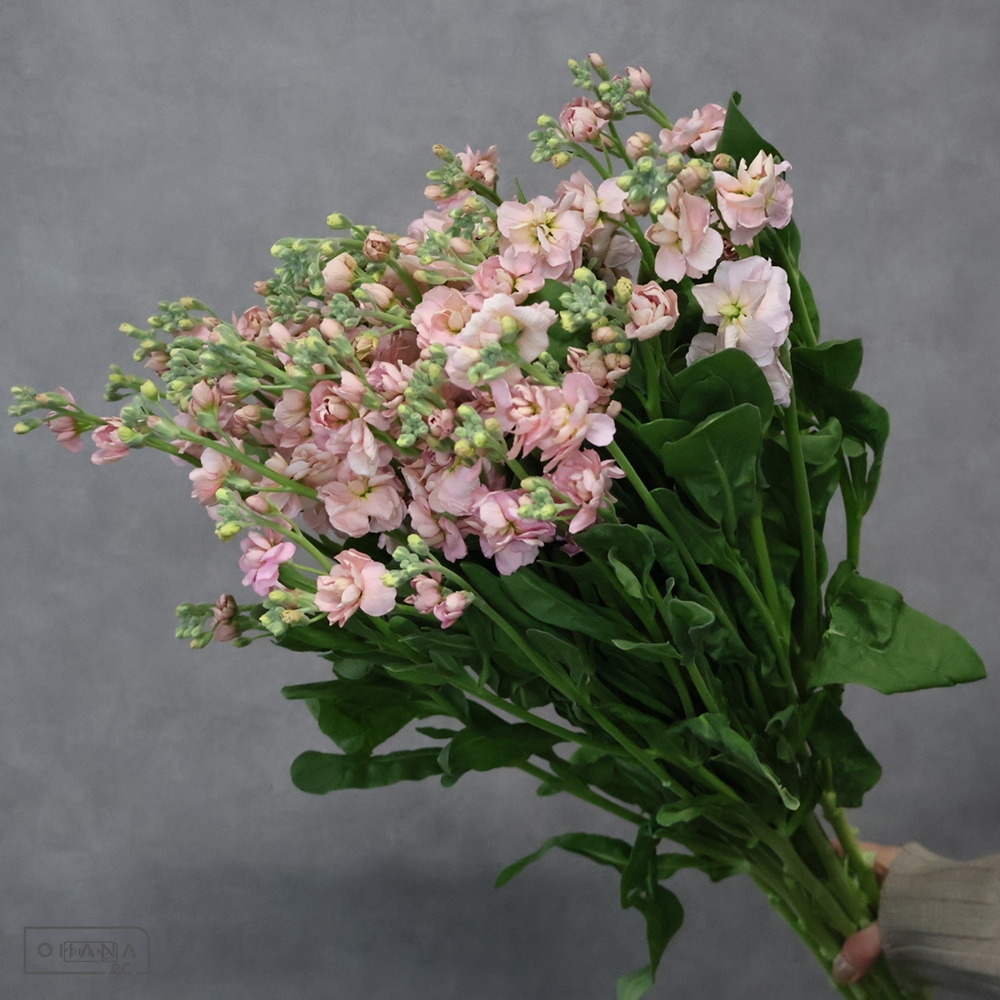 ストック　アプリコットカルテット ※5本束　秀 3~4輪 70cm 